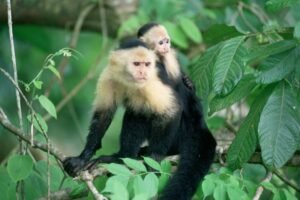 Panama Wild Forest
