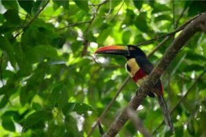 Panama Birdwatching Tour