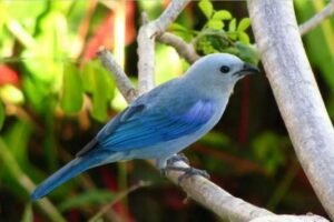 Panama Birdwatching Tour