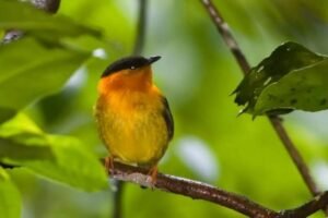 Panama Birdwatching Tour