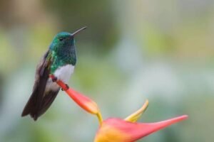 Panama Birdwatching Tour