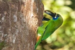 Panama Birdwatching Tour