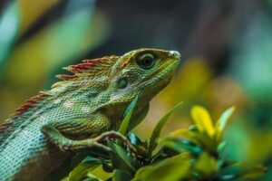 Panama Canal Tour - Wildlife Boat Tour & Walk in the Rainforest