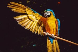 Panama Birdwatching Tour