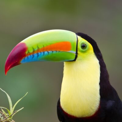 Panama Birdwatching Tour