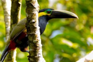 Panama Birdwatching Tour