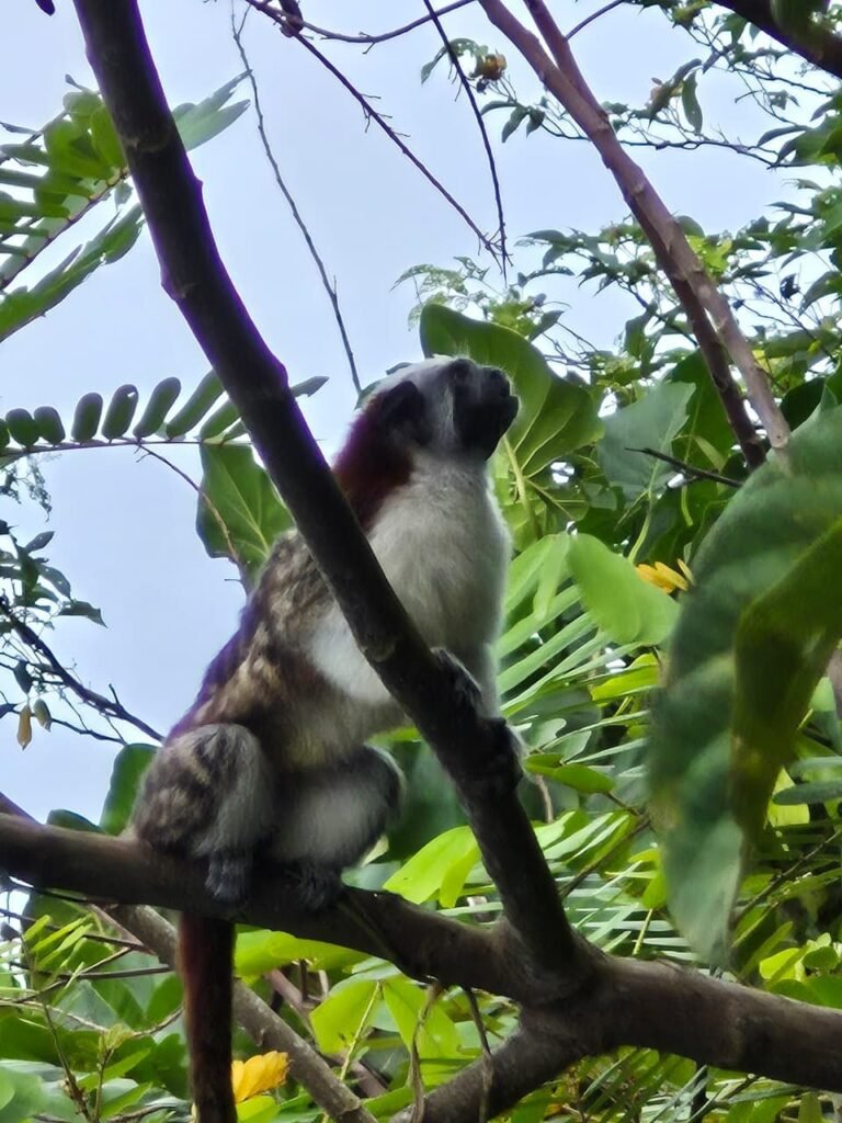 Geoffroy's tamarin monkey perched in rainforest canopy near the Panama Canal