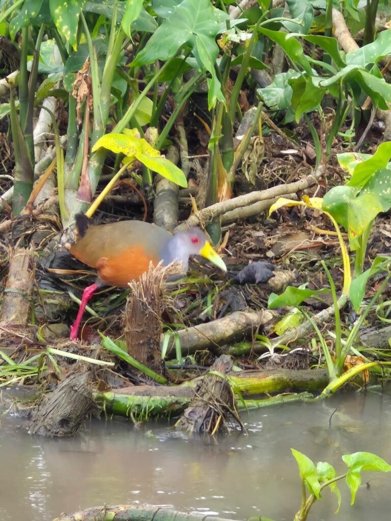Grey-necked wood rail foraging among aquatic plants on the banks of the Panama Canal watershed